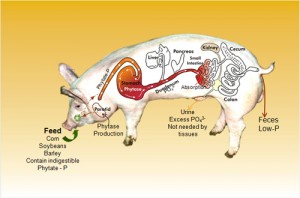 Enviropig-Model