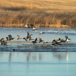 saskatchewan-ducks saskatchewan-ducks