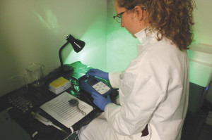 Meghan Marshall tests the effect of atrazine, a pesticide known to inhibit photosynthesis, on an algae-based bioassay for use in wastewater toxicity testing. Credit: Eve Krakow.